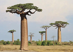 What Makes Baobab The 'Tree Of Life'?